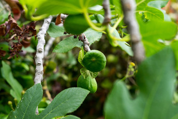 Green Figs during spring in Halkidiki, Greece