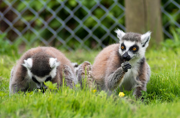 black and white,captive,conservation,consuming,couple,cute,ears,eating,ecology,endangered,fence,flowers,foraging,funny,grass,herbivore,lemur,lemur pair,madagascar,prehensile,ring tailed,ring-tailed,ri