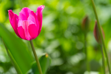Tulip close up with blurry background.