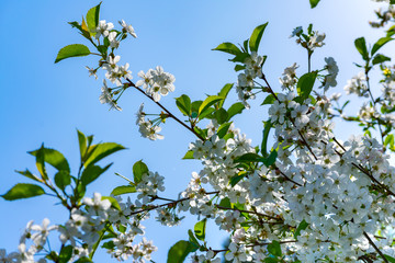 Flowering cherry tree.