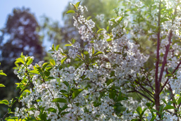 Flowering cherry tree.
