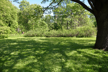 A small glade with trees and a green grass in the city summer park
