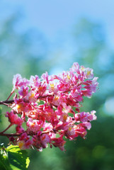 Blooming Chestnut Tree. Pink Blossomed flowers of a Chestnut Tree. Flowers and Gardening.