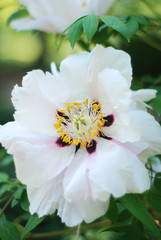 Fresh White Pink Peony Flowers Spring in Garden Park Outdoor