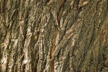 Old wood texture of tree bark.  illustration.