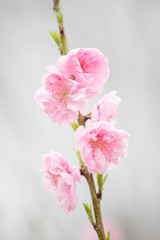 Plum Blossom, Osaka, Japan