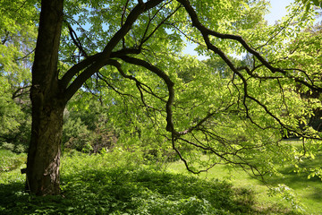 A small glade with trees and a green grass in the city summer park
