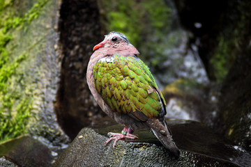 Wet colorful bird perched on a rock