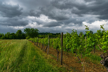 Fototapeta na wymiar Vigneti del collio friulano per la produzione di vino italiano sotto un cielo nuvoloso