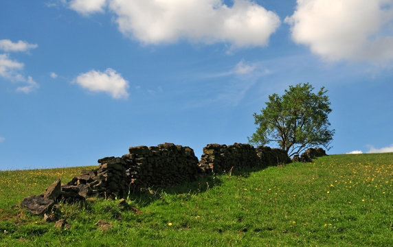 a single tree growing at the top of a grass covered hill with yellow flowers with an old dry stone wall running up the slope with a bright blue spring sky with white clouds in the yorkshire dales