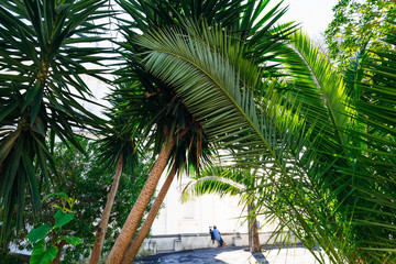 Fototapeta premium trees and palm bushes on the observation deck. The woman and her dog are sitting and admiring the view