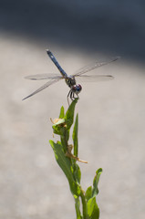 Blue Dragonfly on Plant