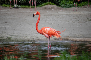 Flamingo just washed