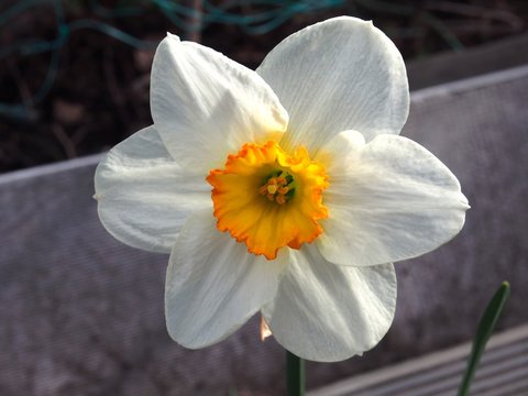 The white petals of a Bud of a daffodil. Full-blown flower in the garden.