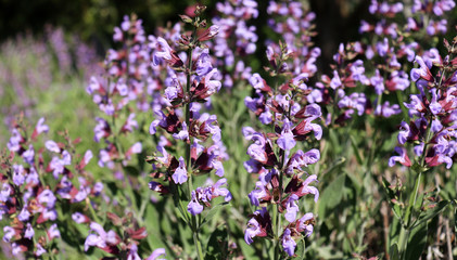 Obraz premium Sage, salvia officinalis , in organic garden. Medicinal herb. Concept of healthy nutrition.