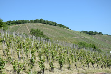 Weinberg bei Winningen