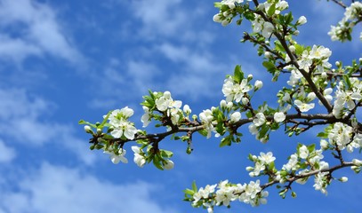 A branch of plum blossoms in spring against the sky close-up.