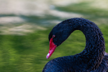 Cigno nero