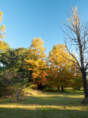 Naklejka premium Autumn Maple Beautiful Landscape