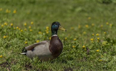 Female and male ducks on spring meadow