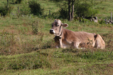 Fototapeta premium Braunvieh (Brown Swiss) Kuh mit Glocke liegt entspannt auf einer Almwiese
