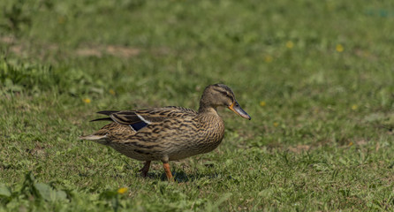 Female and male ducks on spring meadow