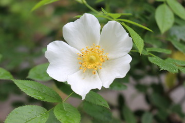 The bush of rose blossomed with white  fragrant  flowers. Spring.
