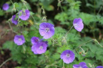 Bright flowering purple  flowers