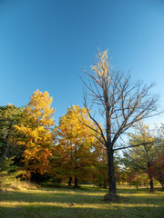 Autumn Maple Beautiful Landscape