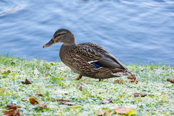 View of lonely mallard duck