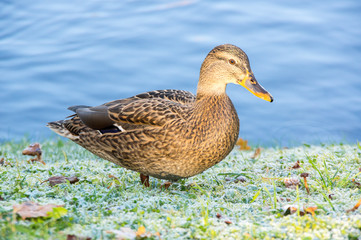 View of lonely mallard duck