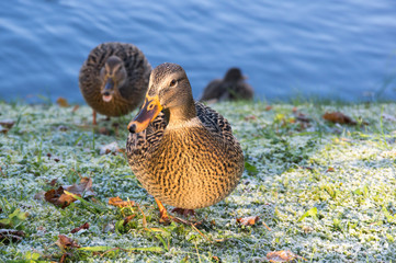View of mallard ducks