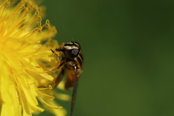 Hoverfly