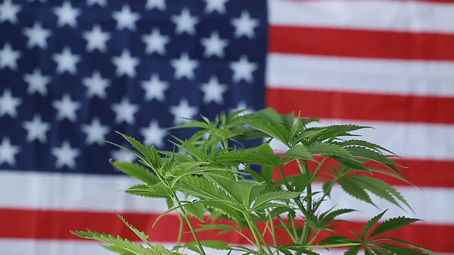 cannabis  background  American flag