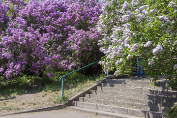 Beautiful purple lilac flowers outdoors.