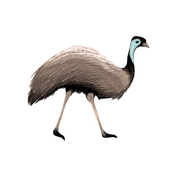 Australian animal. Ostrich emu in flat style isolated on white background. Symbol of Australia. Vector illustration.