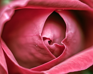 Red rose bud flower top view extreme close up 