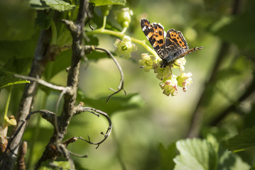 The butterfly sits on a currant leaf.