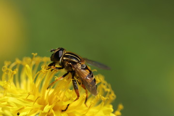 Hoverfly