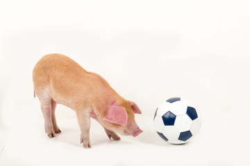 Red piglet is playing with black-white soccer ball in studio