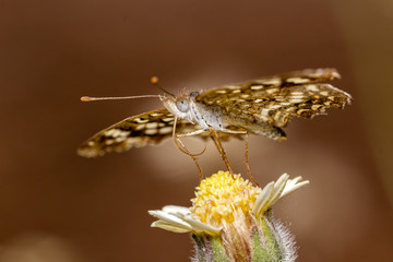 Butterfly on flower extreme close up with bokeh in background