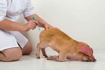 Obraz na płótnie Canvas Slender woman, veterinarian in white coat, makes a vaccine injection from swine fever for young red pig