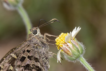 Moth on flower extreme close up with bokeh in background