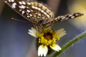 Butterfly on flower extreme close up with bokeh in background