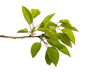 branch of apricot tree with green leaves. Isolated on white background