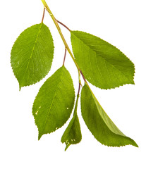 branch of a cherry tree with green leaves. Isolated on white background