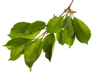 branch of a cherry tree with green leaves. Isolated on white background