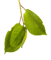 Obraz premium branch of a cherry tree with green leaves. Isolated on white background