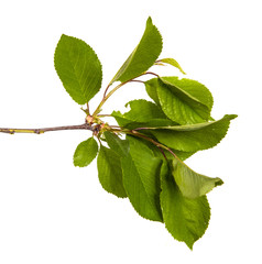 branch of a cherry tree with green leaves. Isolated on white background