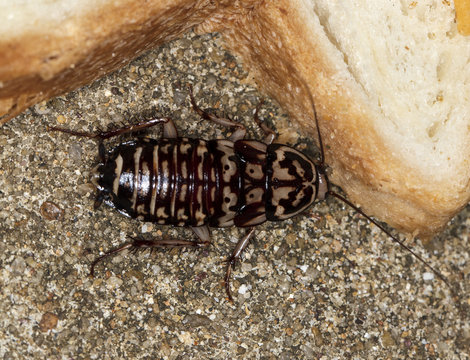 big tropical cockroach